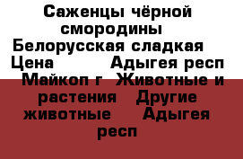 Саженцы чёрной смородины “ Белорусская сладкая“ › Цена ­ 100 - Адыгея респ., Майкоп г. Животные и растения » Другие животные   . Адыгея респ.